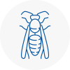Bournemouth Wasp Nest Removal